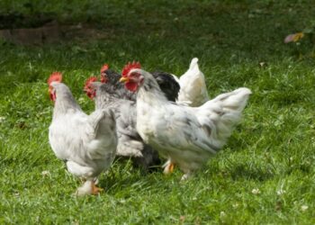 Pourquoi mettre du vinaigre dans l'eau des poules ?