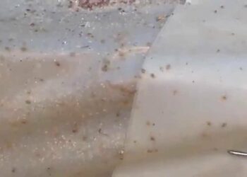 Pourquoi mettre du vinaigre dans l'eau des poules ?