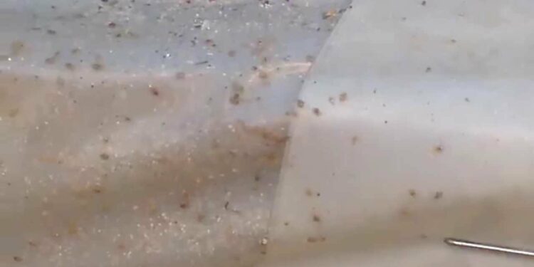 Pourquoi mettre du vinaigre dans l'eau des poules ?