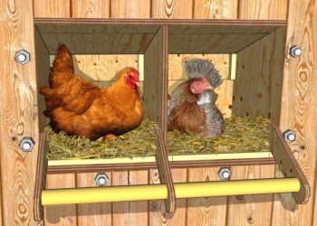 Pourquoi mettre du vinaigre dans l'eau des poules ?