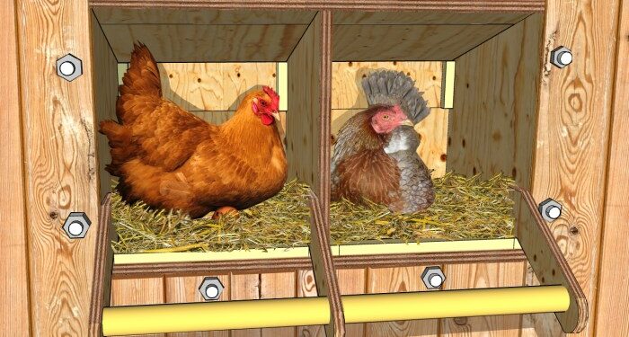 Pourquoi mettre du vinaigre dans l'eau des poules ?