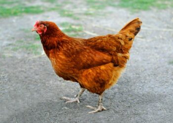 Pourquoi mettre du vinaigre dans l'eau des poules ?