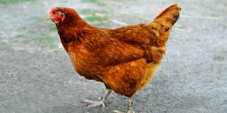 Pourquoi mettre du vinaigre dans l'eau des poules ?