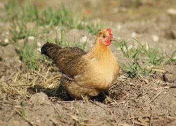 Pourquoi mettre du vinaigre dans l'eau des poules ?
