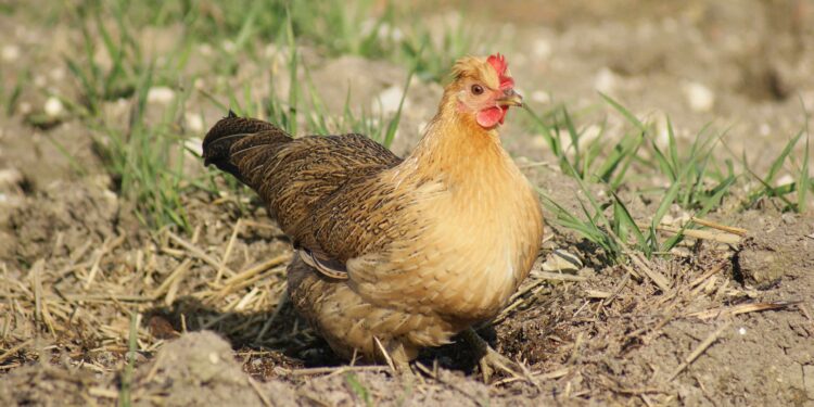 Pourquoi mettre du vinaigre dans l'eau des poules ?