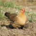 Pourquoi mettre du vinaigre dans l'eau des poules ?