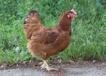 Pourquoi mettre du vinaigre dans l'eau des poules ?