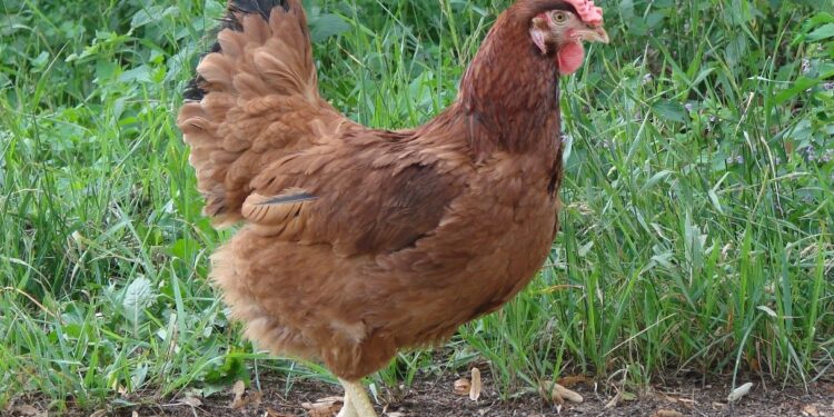 Pourquoi mettre du vinaigre dans l'eau des poules ?