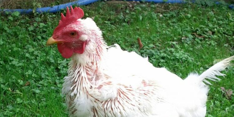 Pourquoi mettre du vinaigre dans l'eau des poules ?