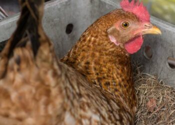 Pourquoi mettre du vinaigre dans l'eau des poules ?