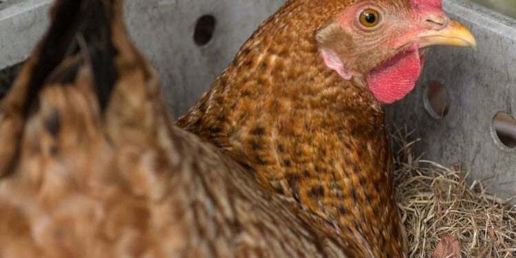 Pourquoi mettre du vinaigre dans l'eau des poules ?