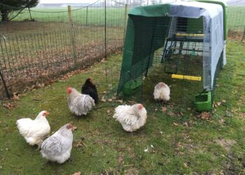 Pourquoi mettre du vinaigre dans l'eau des poules ?