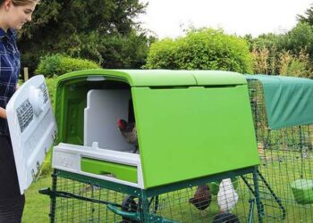 Pourquoi mettre du vinaigre dans l'eau des poules ?