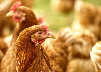 Pourquoi mettre du vinaigre dans l'eau des poules ?