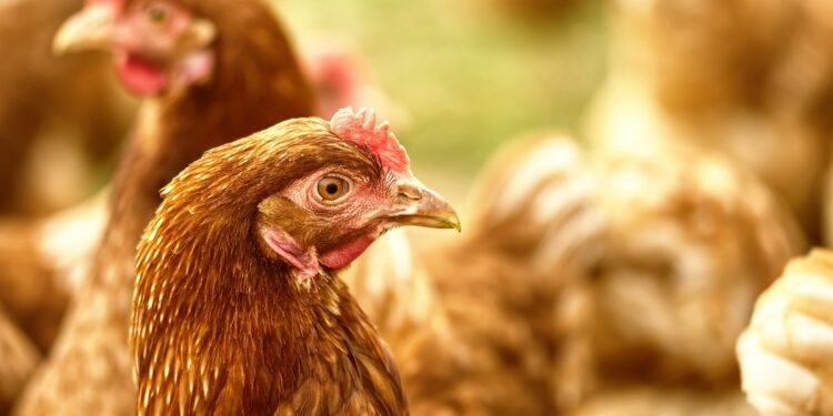 Pourquoi mettre du vinaigre dans l'eau des poules ?
