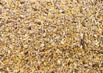 Pourquoi mettre du vinaigre dans l'eau des poules ?