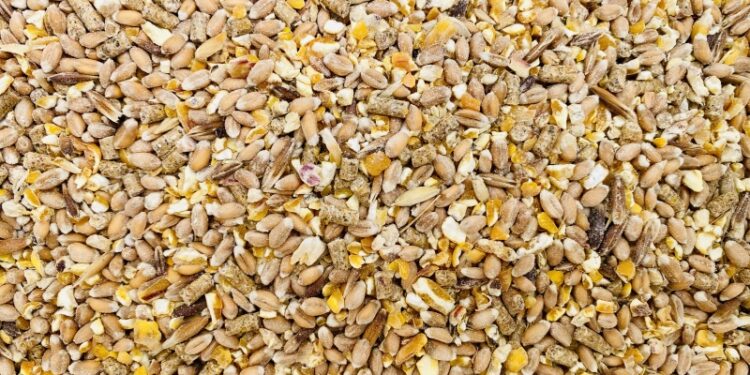 Pourquoi mettre du vinaigre dans l'eau des poules ?