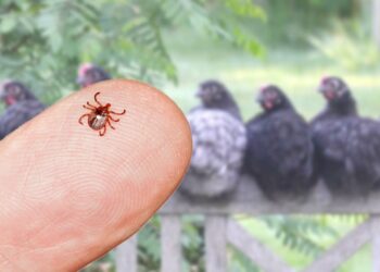 Pourquoi mettre du vinaigre dans l'eau des poules ?