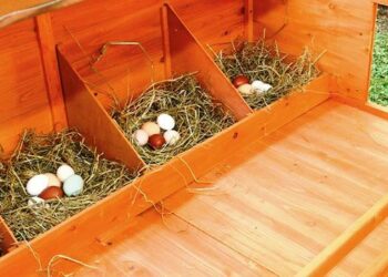 Pourquoi mettre du vinaigre dans l'eau des poules ?