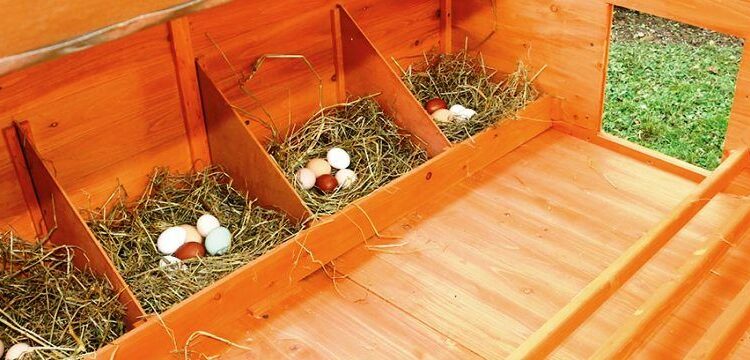 Pourquoi mettre du vinaigre dans l'eau des poules ?