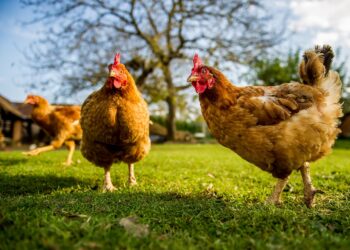 Pourquoi mettre du vinaigre dans l'eau des poules ?