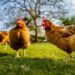 Pourquoi mettre du vinaigre dans l'eau des poules ?