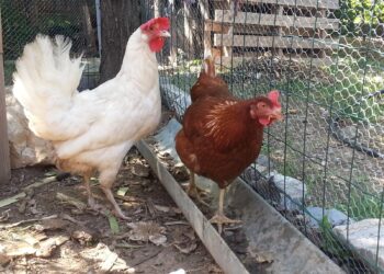 Pourquoi mettre du vinaigre dans l'eau des poules ?