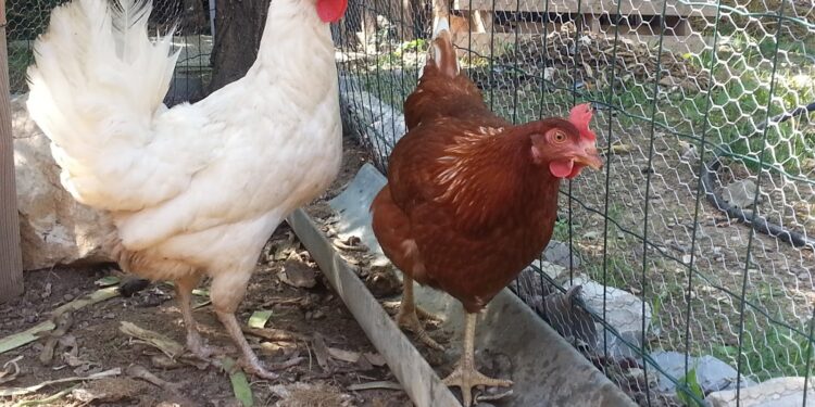 Pourquoi mettre du vinaigre dans l'eau des poules ?