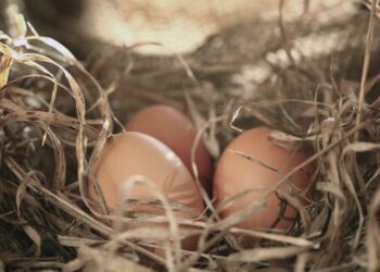 Pourquoi mettre du vinaigre dans l'eau des poules ?
