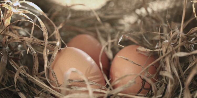 Pourquoi mettre du vinaigre dans l'eau des poules ?