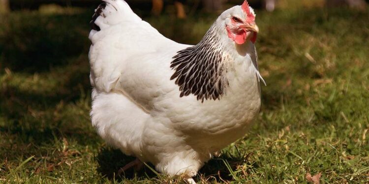 Pourquoi mettre du vinaigre dans l'eau des poules ?