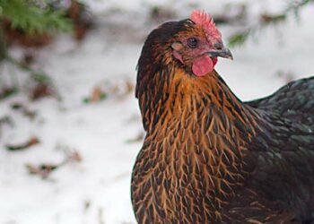 Pourquoi mettre du vinaigre dans l'eau des poules ?