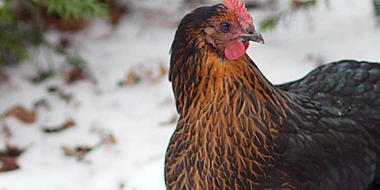 Pourquoi mettre du vinaigre dans l'eau des poules ?