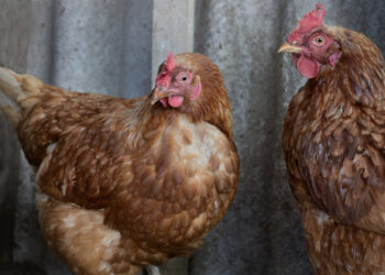 Pourquoi mettre du vinaigre dans l'eau des poules ?