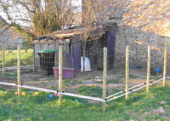 Pourquoi mettre un chien dans un enclos ?