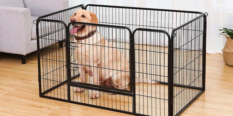 Pourquoi mettre un chiot dans un parc ?