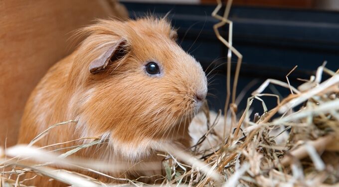 Pourquoi mettre un cochon d'Inde avec des lapins ?