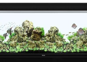 Pourquoi mettre un filtre dans aquarium ?