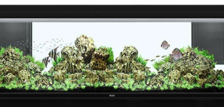 Pourquoi mettre un filtre dans aquarium ?