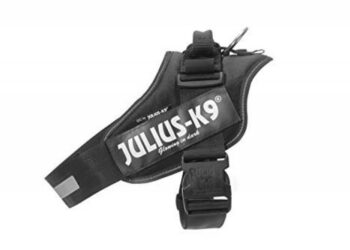 Pourquoi mettre un harnais à son chien ?