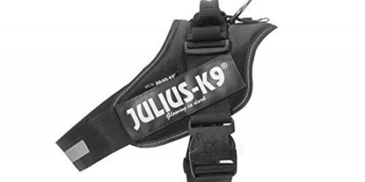 Pourquoi mettre un harnais à son chien ?