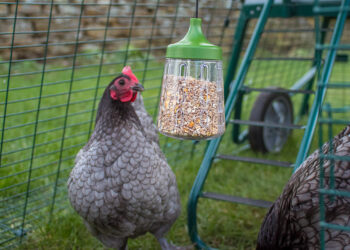 Pourquoi mettre un miroir dans un poulailler ?