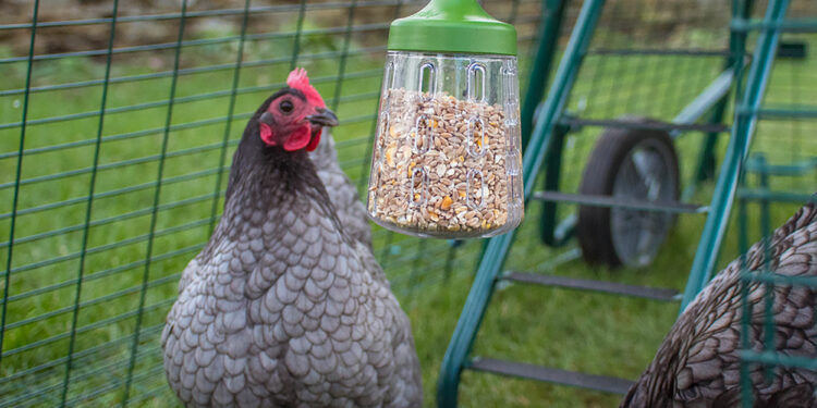 Pourquoi mettre un miroir dans un poulailler ?