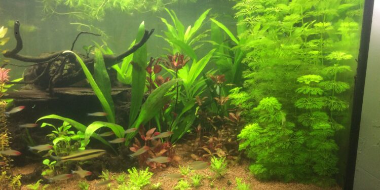 Pourquoi mettre une plante dans un aquarium ?