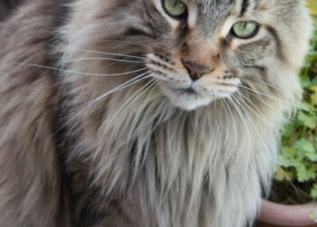 Pourquoi mon Maine Coon grandit pas ?