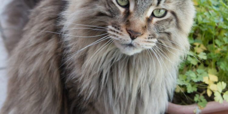 Pourquoi mon Maine Coon grandit pas ?