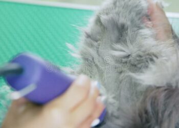 Pourquoi mon Maine Coon perd ses poils ?
