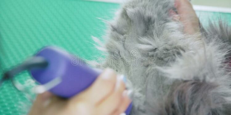 Pourquoi mon Maine Coon perd ses poils ?