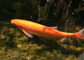 Pourquoi mon bassin est plein d'algues ?