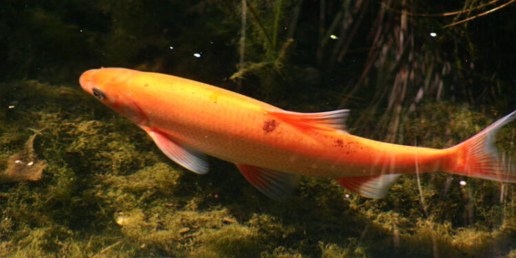 Pourquoi mon bassin est plein d'algues ?